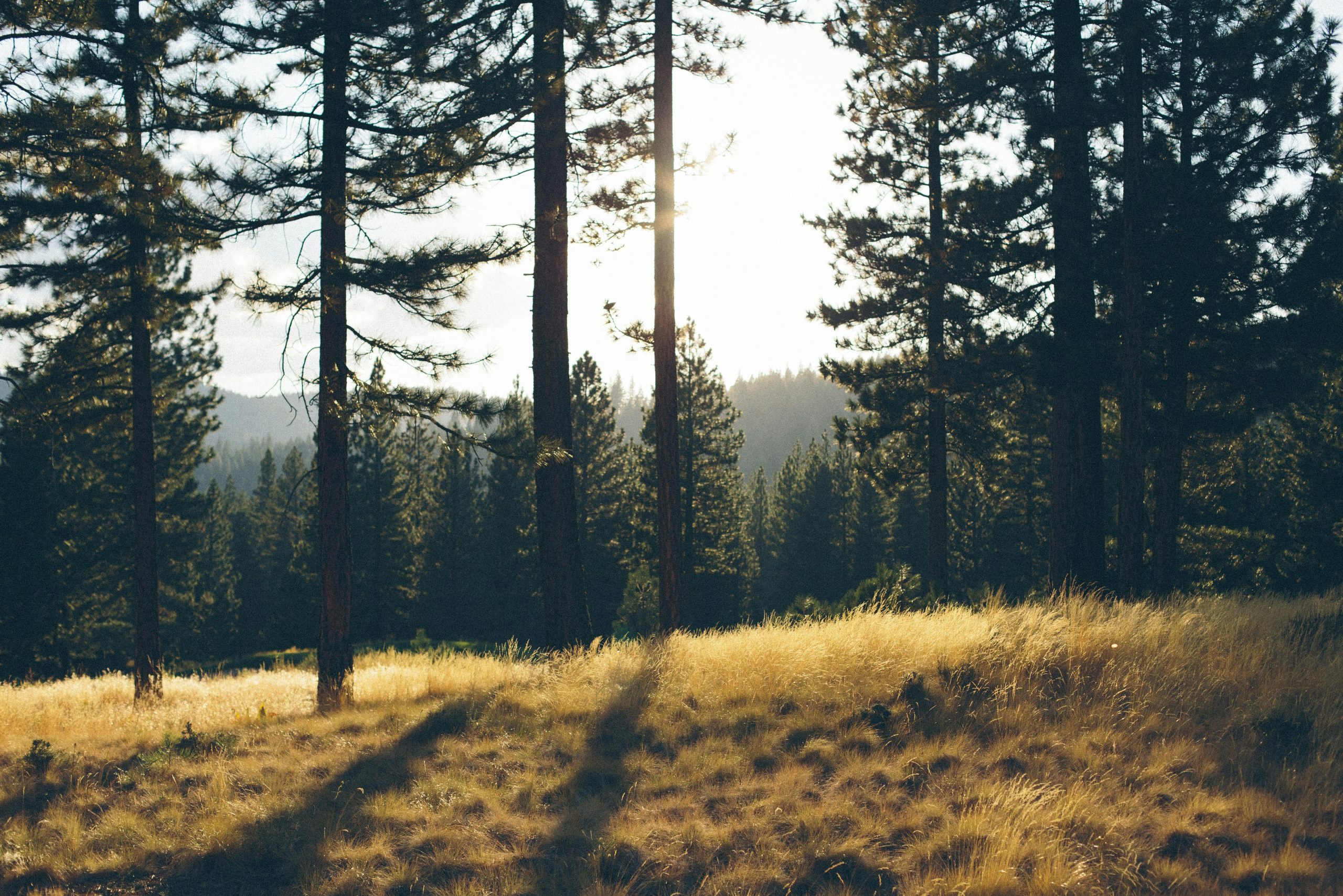 Pine tree landscape with hills and sunshine that looks like east Texas